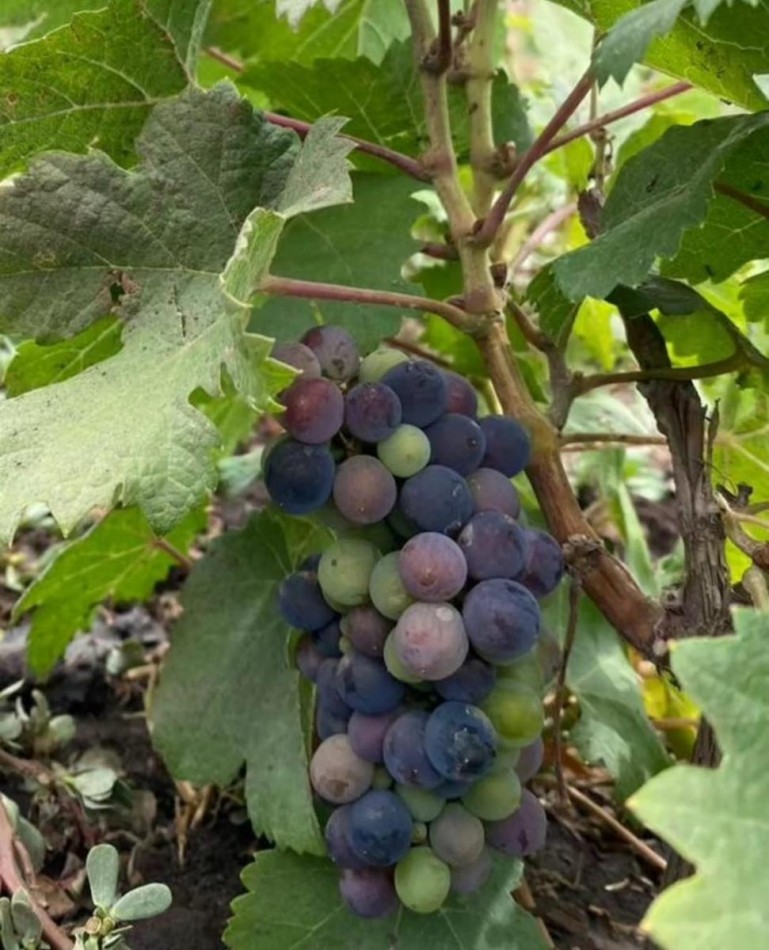 VENTA LOTE TERRENO EN DIONISIO APTO PARA ESCRITURAR MARIANO ACOSTA